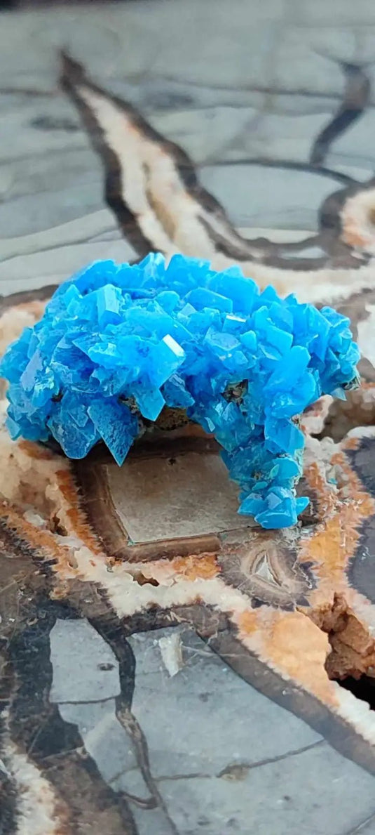 Chalcanthite de Pologne Grade A++++ Chalcanthite de Pologne