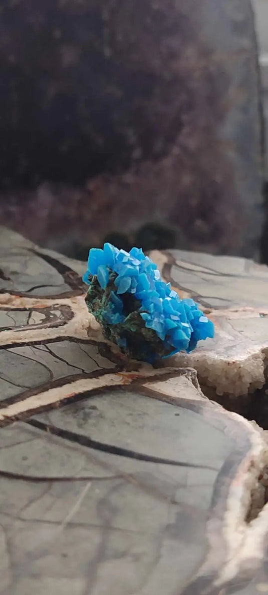 Chalcanthite de Pologne Grade A++++ Chalcanthite de Pologne