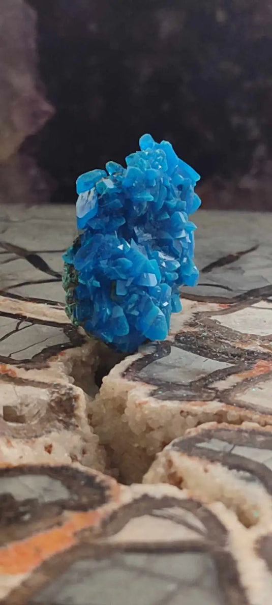 Chalcanthite de Pologne Grade A++++ Chalcanthite de Pologne