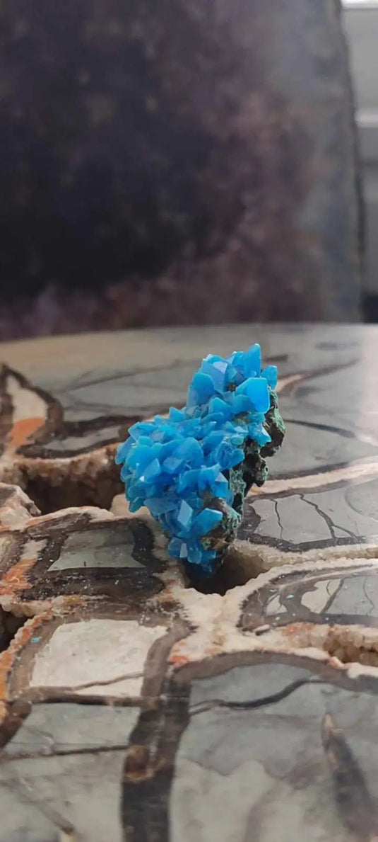 Chalcanthite de Pologne Grade A++++ Chalcanthite de Pologne