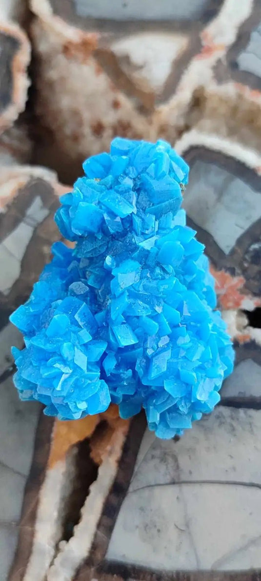 Chalcanthite de Pologne Grade A++++ Chalcanthite de Pologne