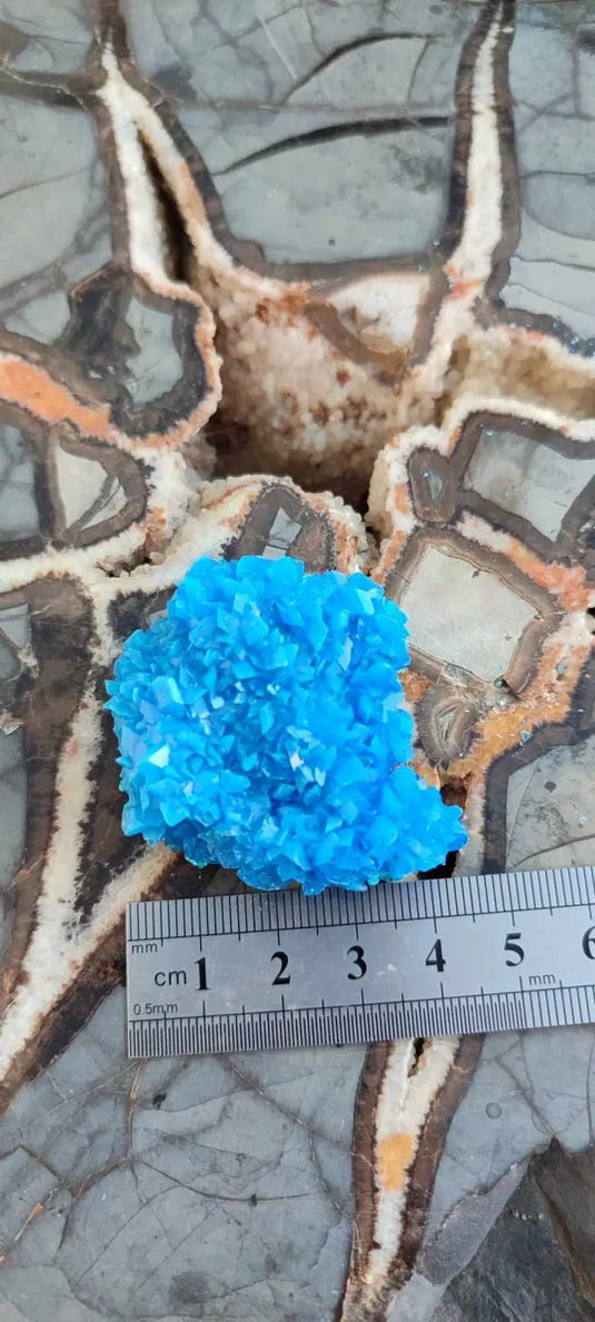 Chalcanthite de Pologne Grade A++++ Chalcanthite de Pologne