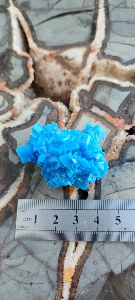 Chalcanthite de Pologne Grade A++++ Chalcanthite de Pologne