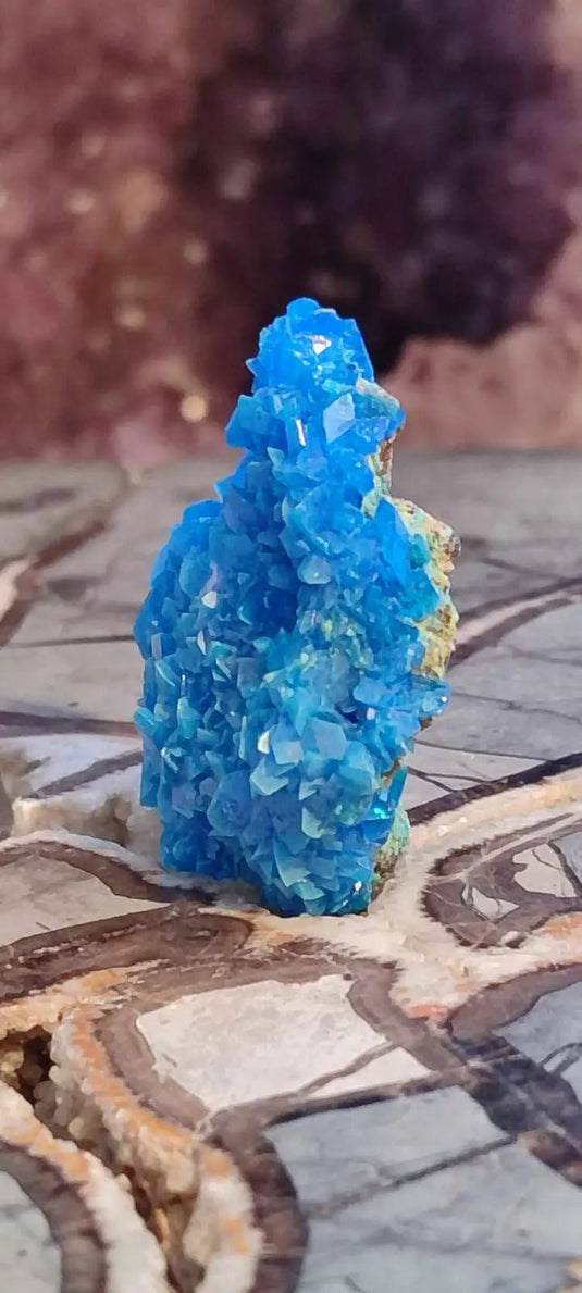Chalcanthite de Pologne Grade A++++ Chalcanthite de Pologne