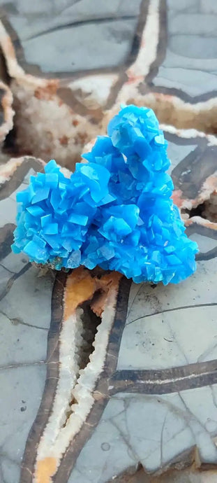 Chalcanthite de Pologne Grade A++++ Chalcanthite de Pologne