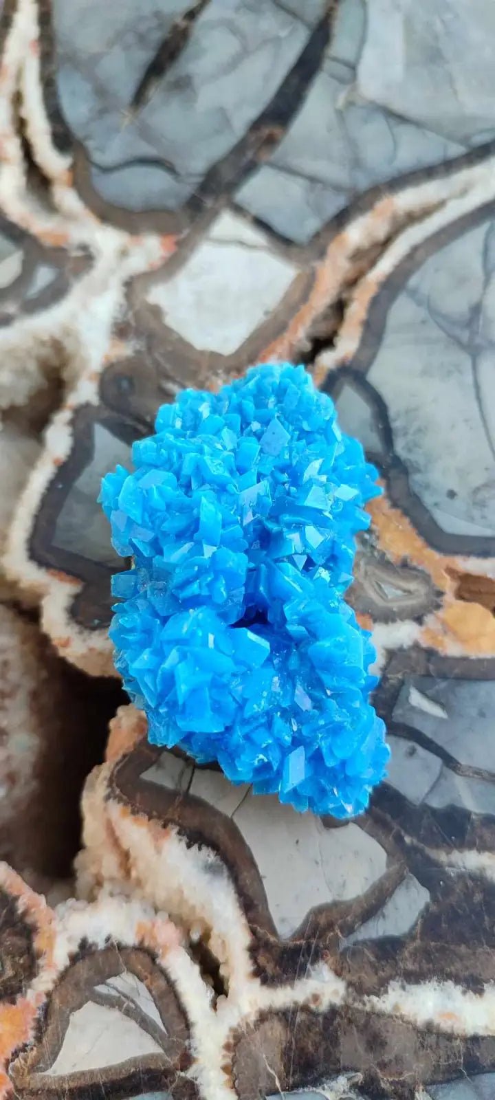 Load image into Gallery viewer, Chalcanthite de Pologne Grade A++++ Chalcanthite de Pologne
