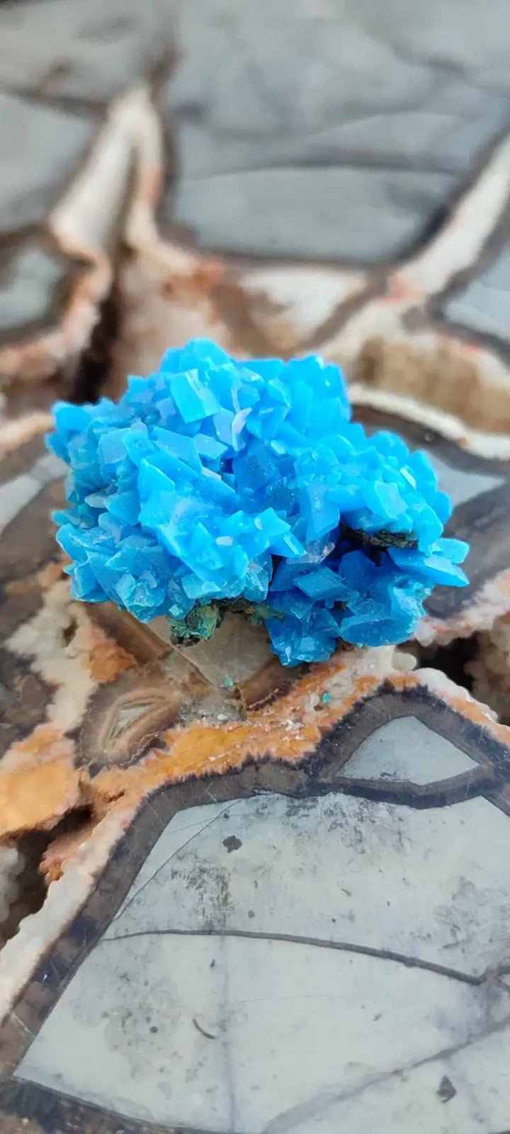 Load image into Gallery viewer, Chalcanthite de Pologne Grade A++++ Chalcanthite de Pologne
