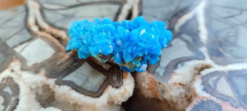 Load image into Gallery viewer, Chalcanthite de Pologne Grade A++++ Chalcanthite de Pologne
