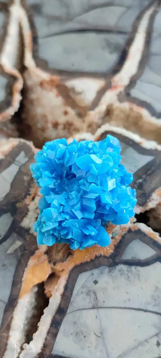 Chalcanthite de Pologne Grade A++++ Chalcanthite de Pologne