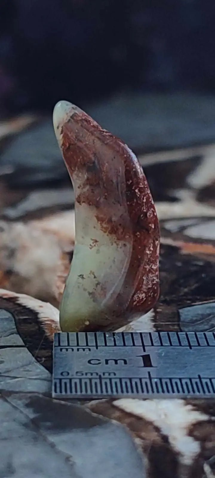 Chargez l&#39;image dans la visionneuse de la galerie, Chrysoprase du Kazakhstan pierre roulée Grade ’Extra’ Chrysoprase pierre roulée
