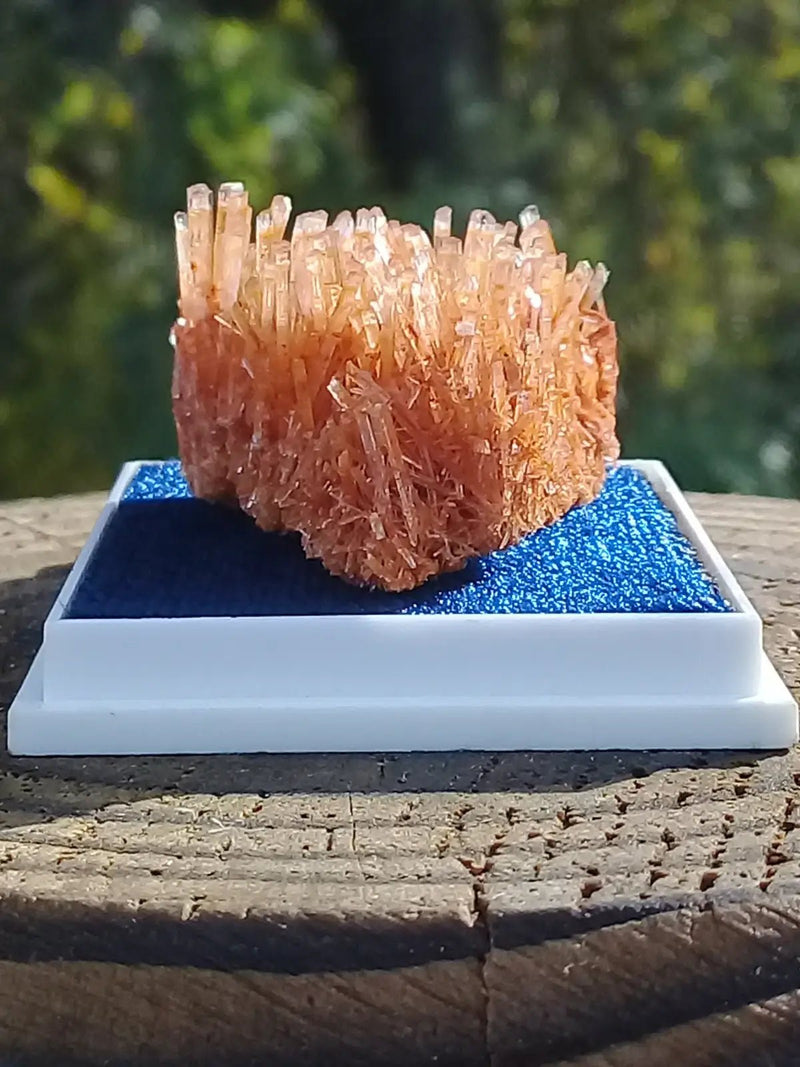 Load image into Gallery viewer, Gypse Orange d’Australie Grade A ++++ Gypse orange d’Australie
