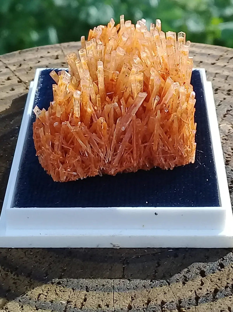 Load image into Gallery viewer, Gypse Orange d’Australie Grade A ++++ Gypse orange d’Australie
