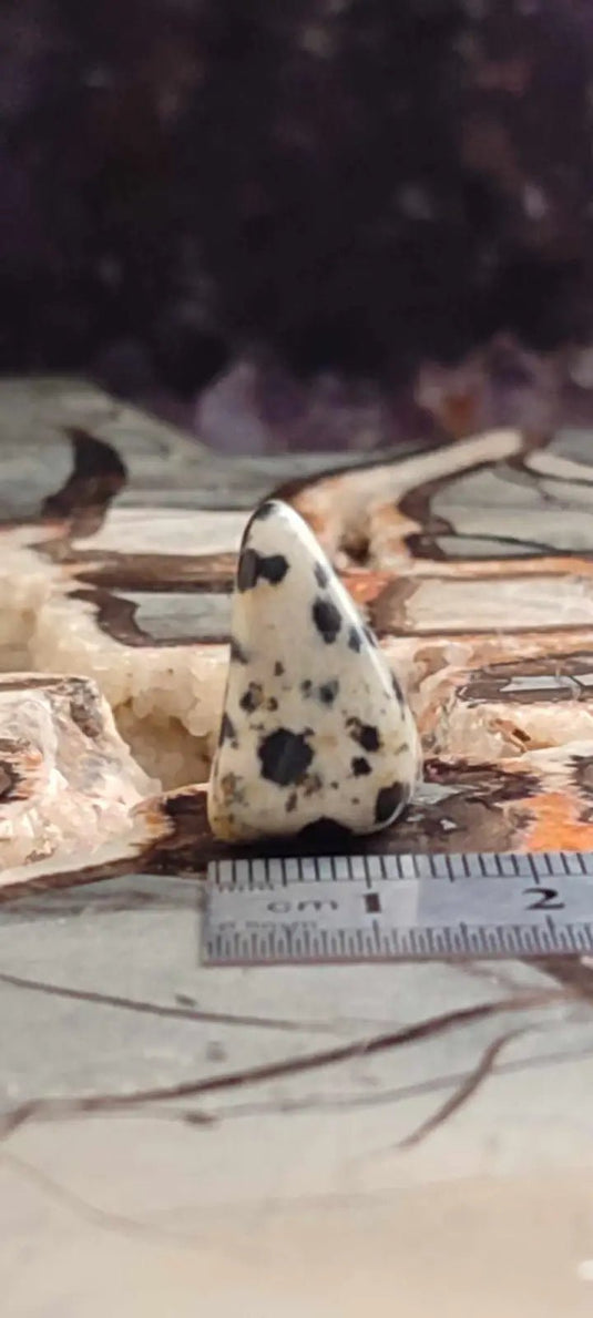 Jaspe dalmatien du Brésil pierre roulée Grade A++++ Jaspe dalmatien pierre roulée