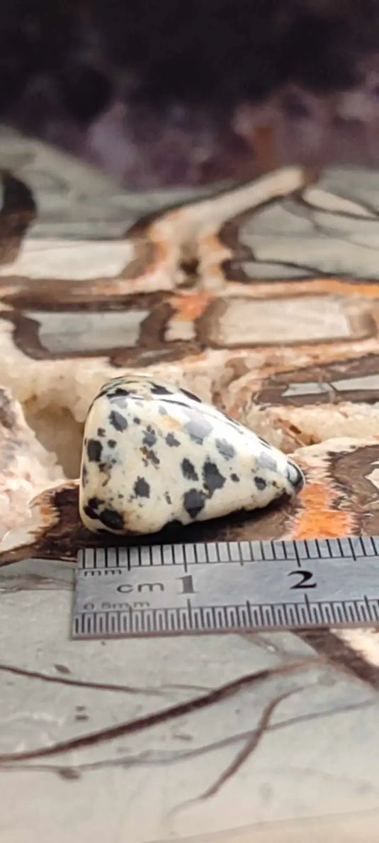 Jaspe dalmatien du Brésil pierre roulée Grade A++++ Jaspe dalmatien pierre roulée