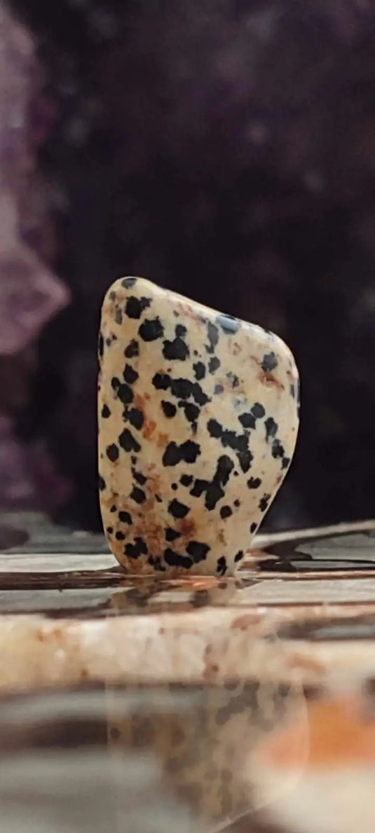 Jaspe dalmatien du Brésil pierre roulée Grade A++++ Jaspe dalmatien pierre roulée