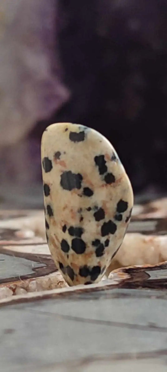 Jaspe dalmatien du Brésil pierre roulée Grade A++++ Jaspe dalmatien pierre roulée