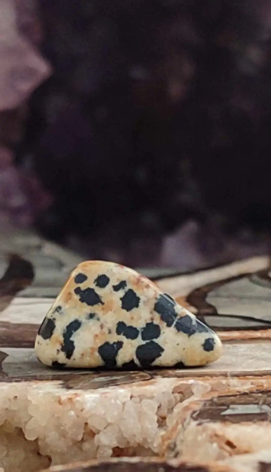 Jaspe dalmatien du Brésil pierre roulée Grade A++++ Jaspe dalmatien pierre roulée