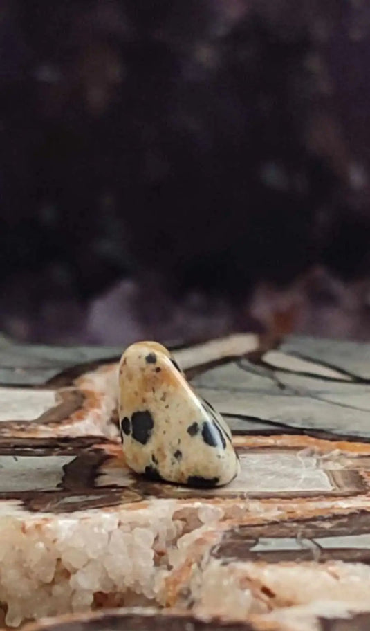 Jaspe dalmatien du Brésil pierre roulée Grade A++++ Jaspe dalmatien pierre roulée