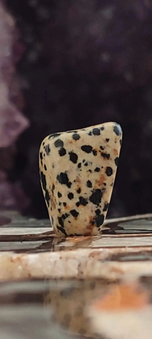 Jaspe dalmatien du Brésil pierre roulée Grade A++++ Jaspe dalmatien pierre roulée