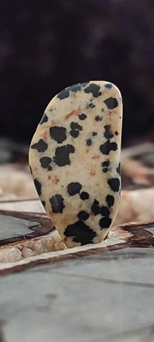 Jaspe dalmatien du Brésil pierre roulée Grade A++++ Jaspe dalmatien pierre roulée