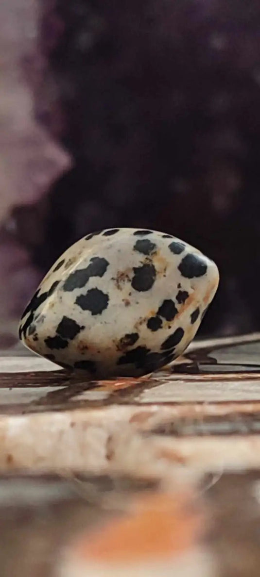 Jaspe dalmatien du Brésil pierre roulée Grade A++++ Jaspe dalmatien pendentif