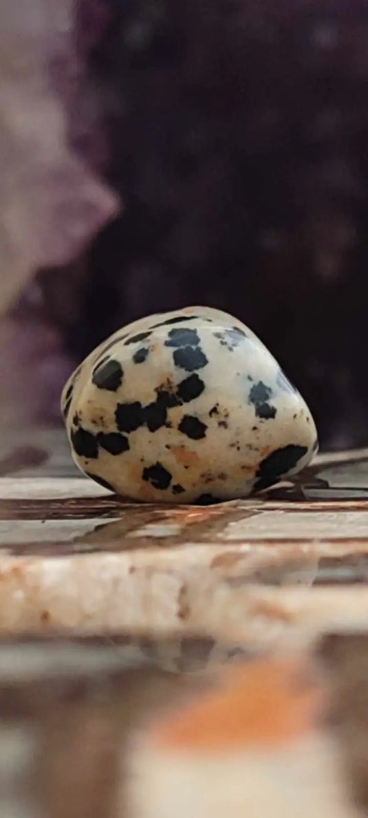 Jaspe dalmatien du Brésil pierre roulée Grade A++++ Jaspe dalmatien pendentif