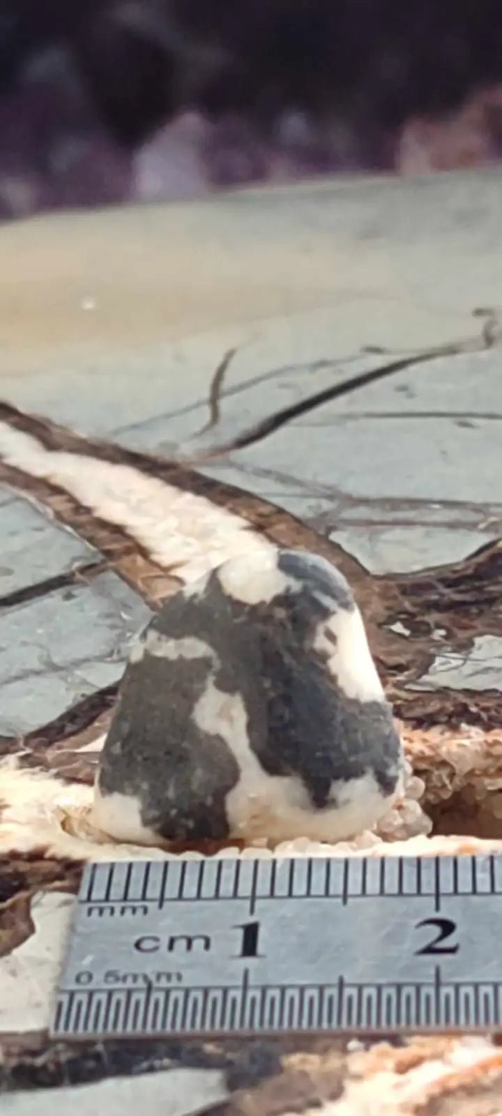 Load image into Gallery viewer, Jaspe zébré du Brésil pierre roulée Grade A++++ Jaspe Zèbre pierre roulée
