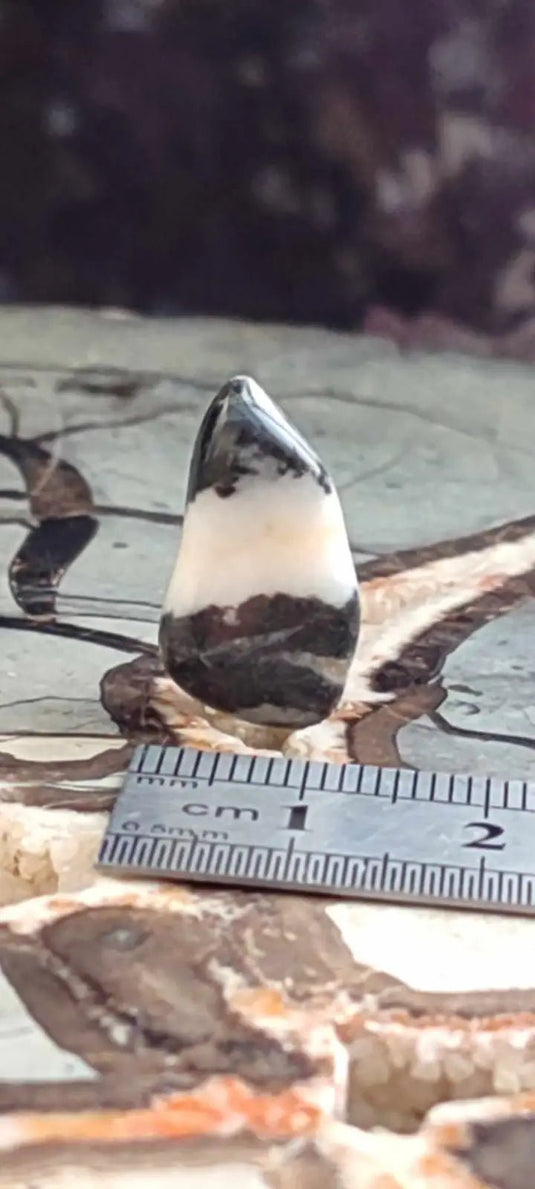 Jaspe zébré du Brésil pierre roulée Grade A++++ Jaspe Zèbre pierre roulée