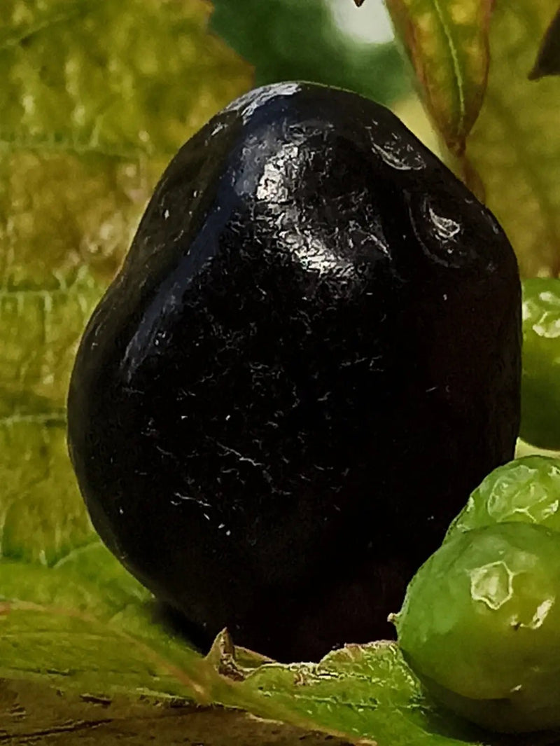 Load image into Gallery viewer, Obsidienne larme d’apache du Mexique pierre roulée Grade A++++ Obsidienne larme d’apache pierre roulée
