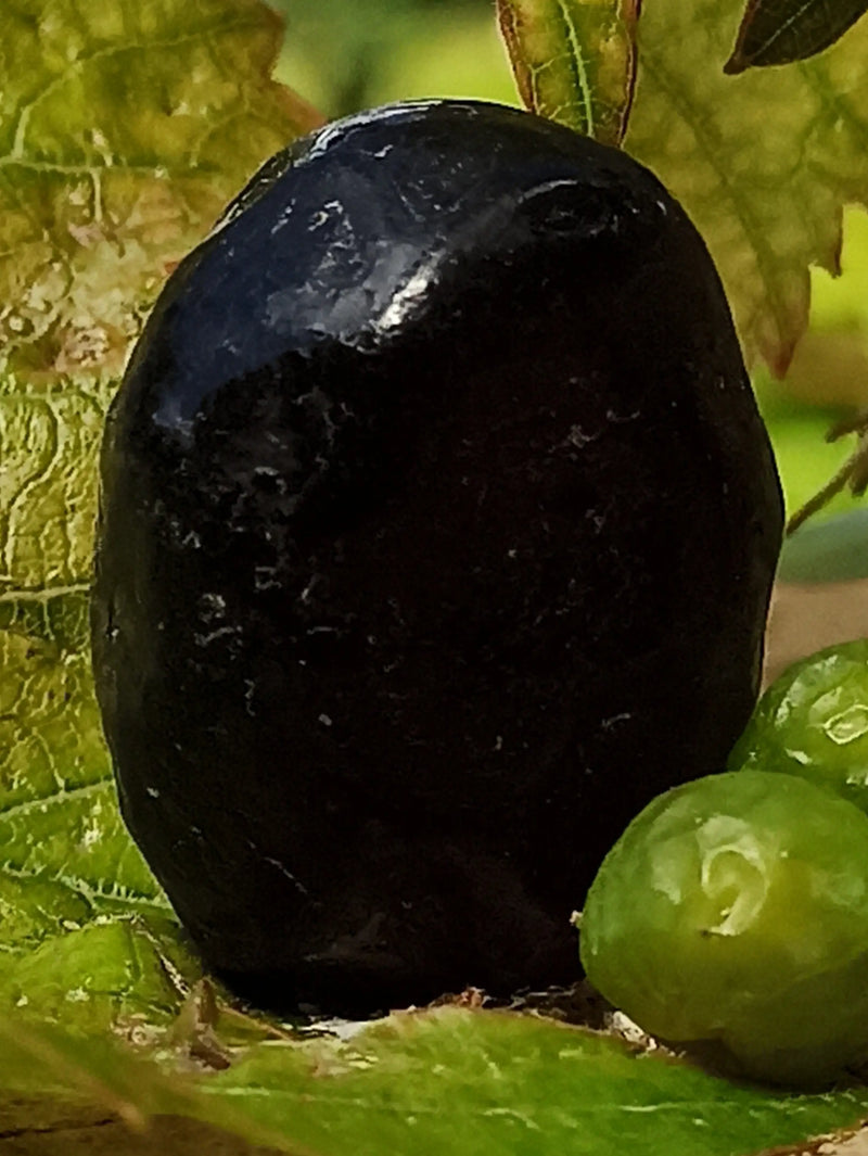 Laden Sie das Bild in Galerie -Viewer, Obsidienne larme d’apache du Mexique pierre roulée Grade A++++ Obsidienne larme d&#39;apache pierre roulée Dans la besace du p&#39;tit Poucet   
