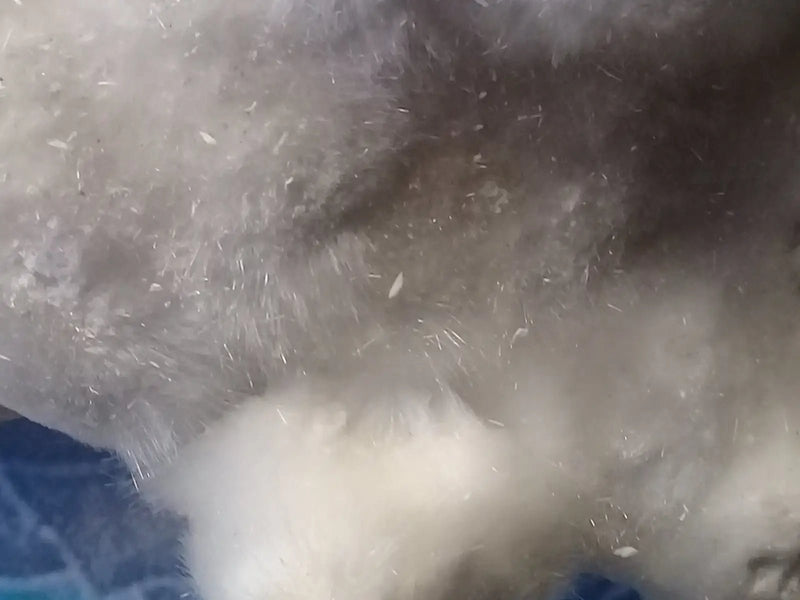 Load image into Gallery viewer, Okénite brute Collection Grade A ++++ Okénite brute de Collection
