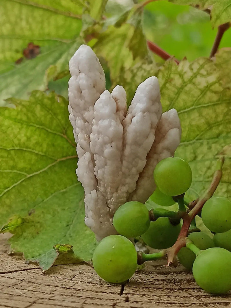 Load image into Gallery viewer, Quartz de Nazca Grade A ++++ (Extrêmement rare) Quartz de Nazca
