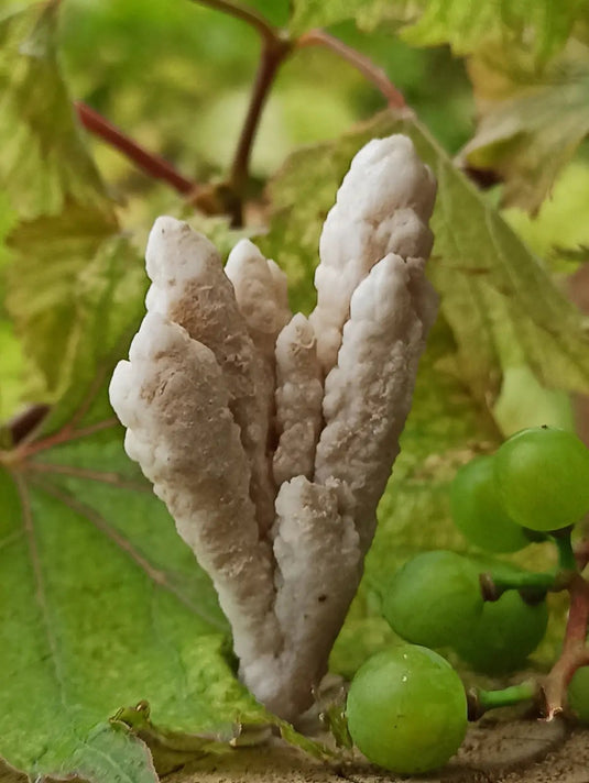 Quartz de Nazca Grade A ++++ (Extrêmement rare) Quartz de Nazca