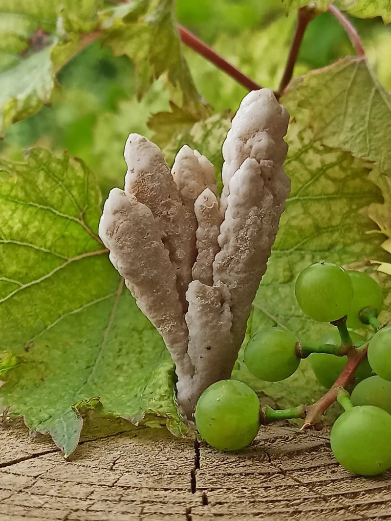 Load image into Gallery viewer, Quartz de Nazca Grade A ++++ (Extrêmement rare) Quartz de Nazca
