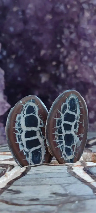 Septaria de la région des contreforts de l’Atlas Maroc - Pierres brutes - Grade Prémium Septaria paire