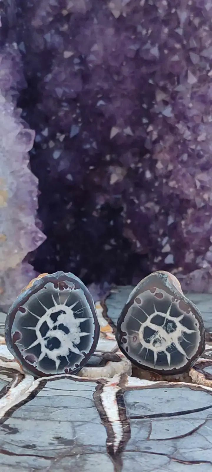 Load image into Gallery viewer, Septaria de la région des contreforts de l’Atlas Maroc - Pierres brutes - Grade Prémium Septaria paire
