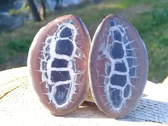 Septaria de la région des contreforts de l’Atlas Maroc - Pierres brutes - Grade Prémium Septaria paire