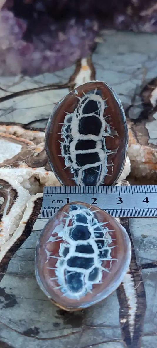 Septaria de la région des contreforts de l’Atlas Maroc - Pierres brutes - Grade Prémium Septaria paire