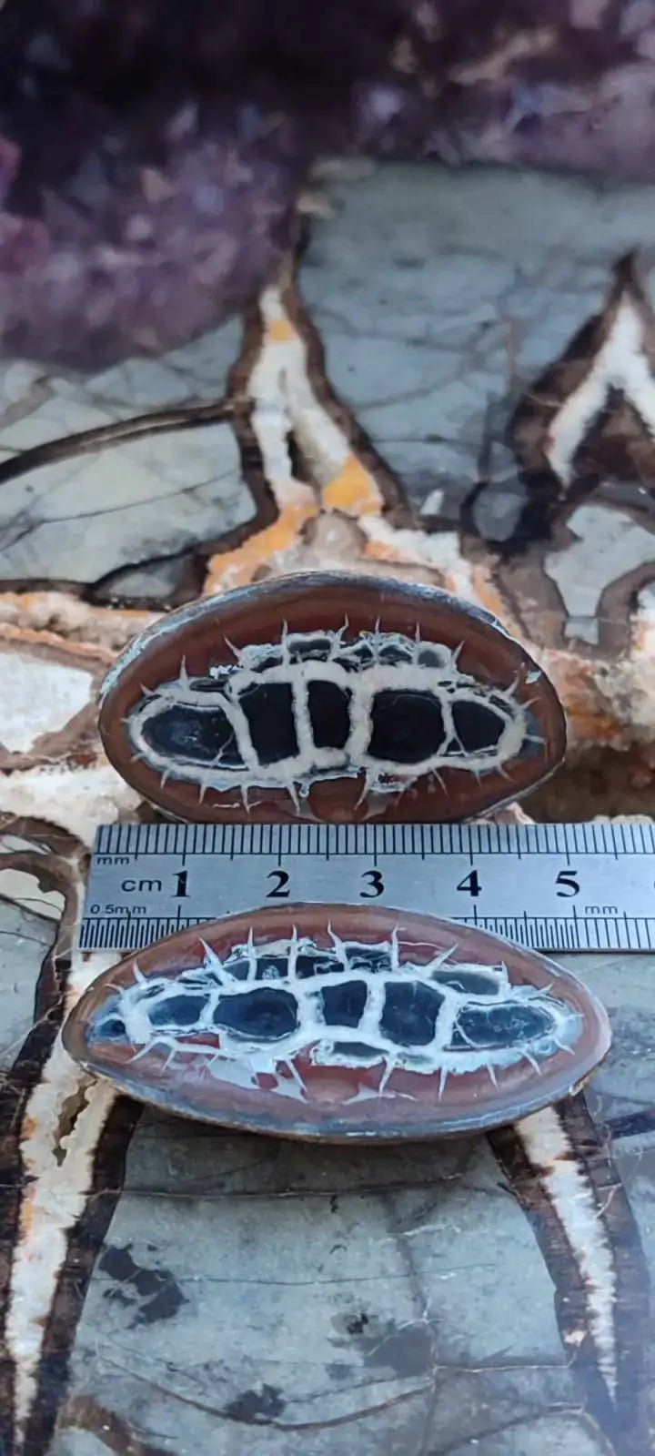 Load image into Gallery viewer, Septaria de la région des contreforts de l’Atlas Maroc - Pierres brutes - Grade Prémium Septaria paire
