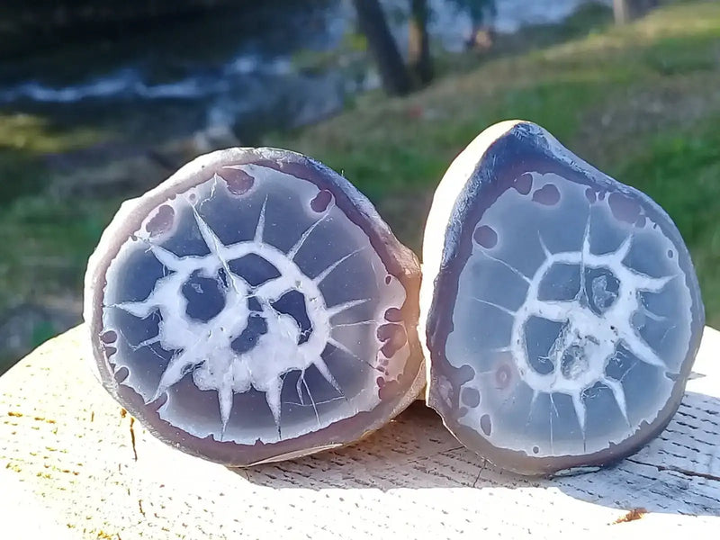 Load image into Gallery viewer, Septaria de la région des contreforts de l’Atlas Maroc - Pierres brutes - Grade Prémium Septaria paire
