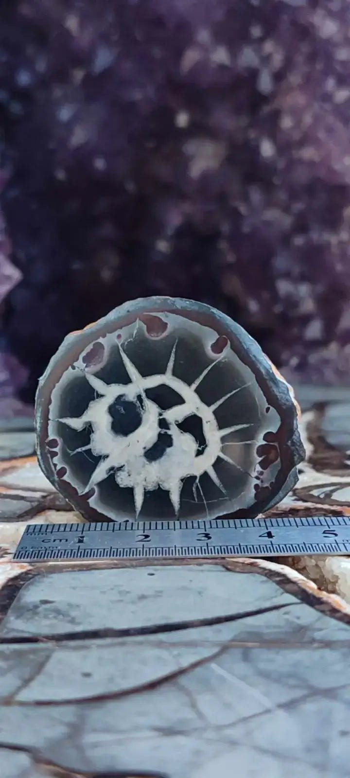 Load image into Gallery viewer, Septaria de la région des contreforts de l’Atlas Maroc - Pierres brutes - Grade Prémium Septaria paire
