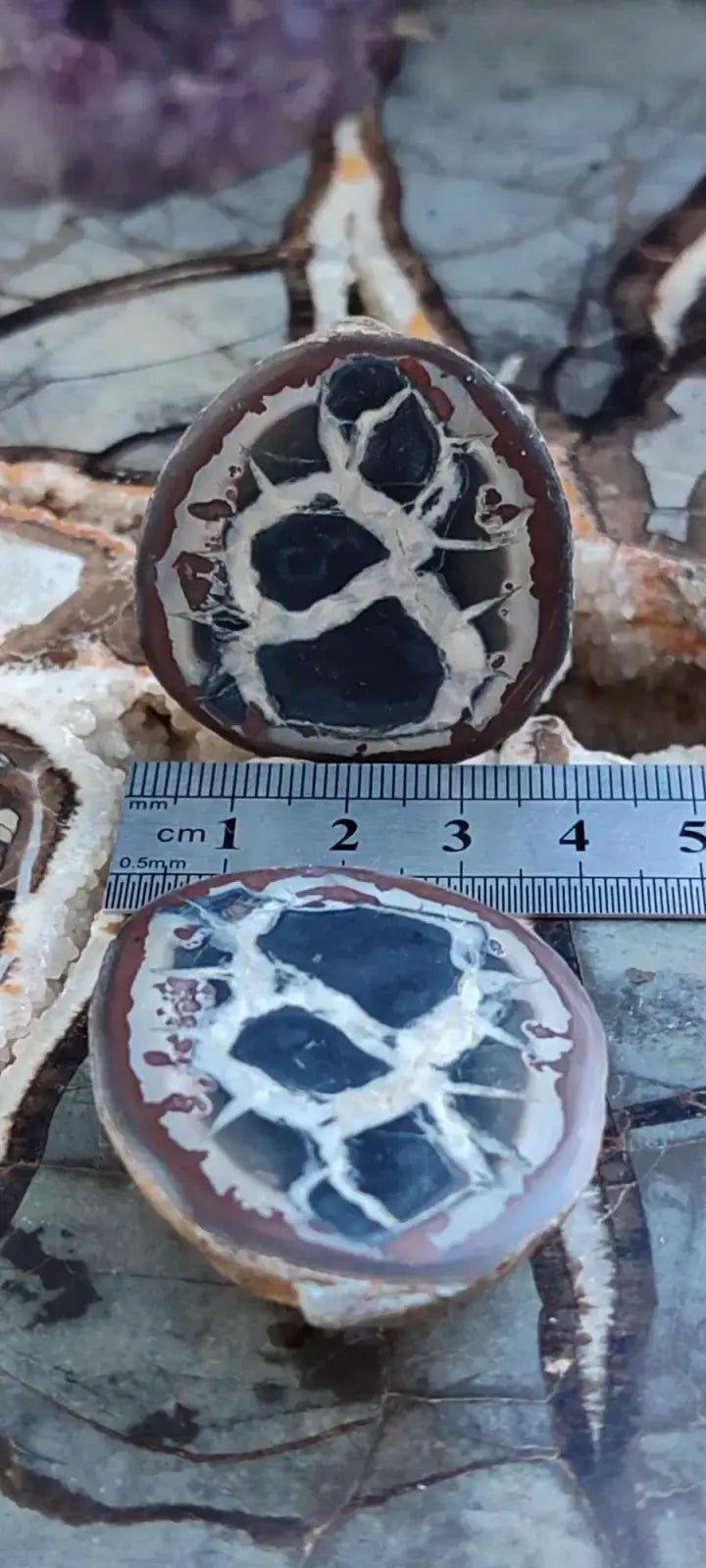 Load image into Gallery viewer, Septaria de la région des contreforts de l’Atlas Maroc - Pierres brutes - Grade Prémium Septaria paire
