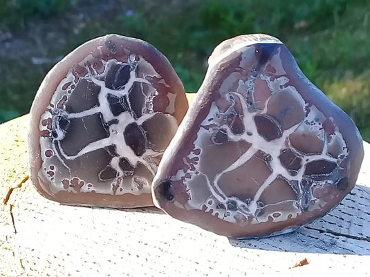 Septaria de la région des contreforts de l’Atlas Maroc - Pierres brutes - Grade Prémium Septaria paire