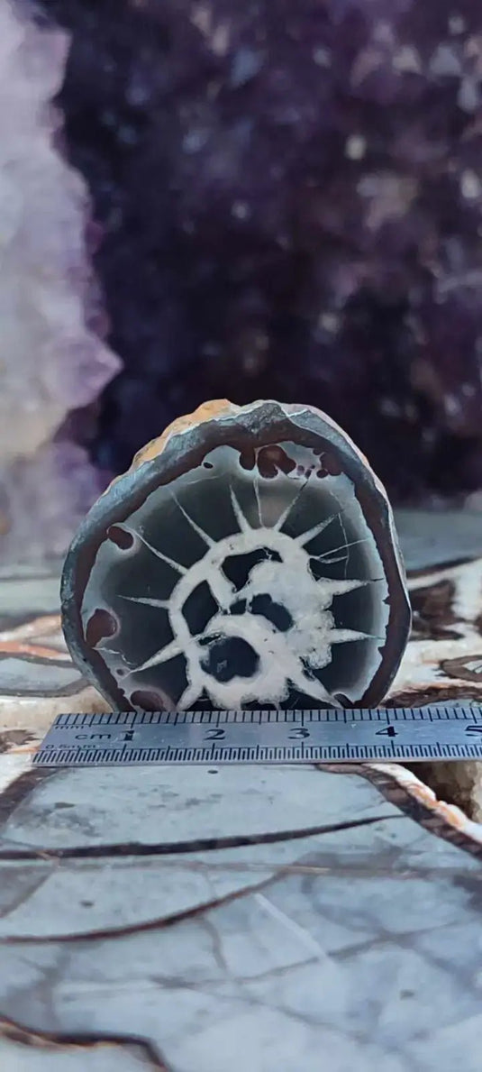 Septaria de la région des contreforts de l’Atlas Maroc - Pierres brutes - Grade Prémium Septaria paire